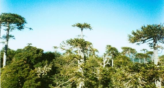 Parque Nacional Nahuelbuta